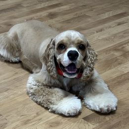 Cocker Spaniel Puppies from K&M crocker Spaniels
