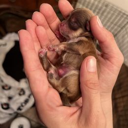 Pomeranian Puppies from Wheresmil0