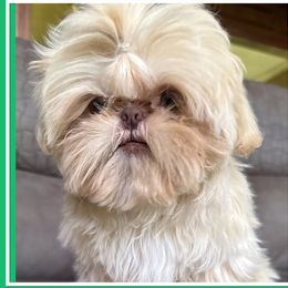Cash - Shih Tzu