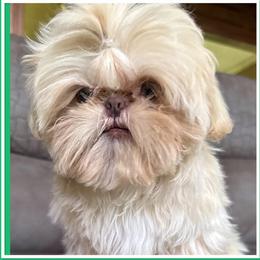Cash - Shih Tzu