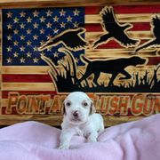 Girl 5 - Blue belton and tan (tri-color) English Setter puppy in Potosi, Wisconsin from Point and Flush Gun Dogs