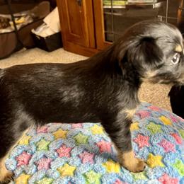 Prague Ratter Puppies from North Star Gem’s Prague Ratters