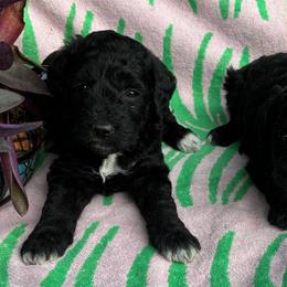 Cookie - Black female Goldendoodle puppy in Captain Cook, Hawaii from Big Island Goldendoodles
