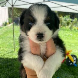 French Vanilla - Black tri male Miniature Australian Shepherd puppy in Sonora, California from Quarle Ranch Mini Aussies