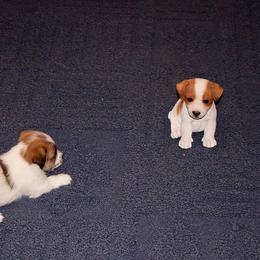 Russell Terrier, Jack Russell Terrier, and Beagle Puppies from Mountain Top