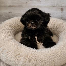 Blue Collar - Black male Shih Tzu puppy in Waynesboro, Pennsylvania from Big Win Shih Tzus