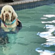 Clumber Spaniel Puppies from Creswick Clumber Spaniels