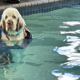 Clumber Spaniel Puppies from Creswick Clumber Spaniels