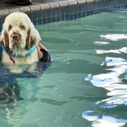 Clumber Spaniel Puppies from Creswick Clumber Spaniels