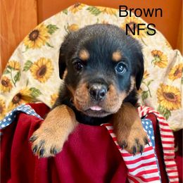 Brown - Black and mahogany male Rottweiler puppy in Williamsfield, Illinois from Jestors Rottweilers