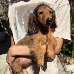 Zeus - Red male Dachshund puppy in Visalia, California from DachGraston Dachshunds