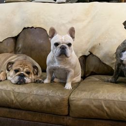 Bulldogs and French Bulldogs from Jagster’s Bulldogs