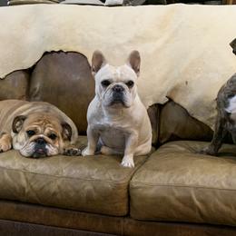 Bulldogs and French Bulldogs from Jagster’s Bulldogs