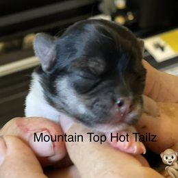 Ozzy - Black & tan tri-color male Morkie puppy in Taylorsville, North Carolina from Mountain Top Hot Tailz
