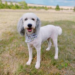 Aggie - Aussiedoodle
