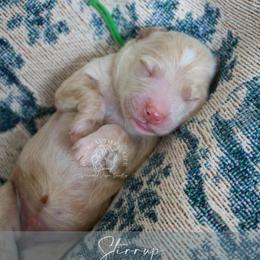 Stirrup - Cream male Goldendoodle puppy in Savannah, Georgia from Vino and Vespa Doodles