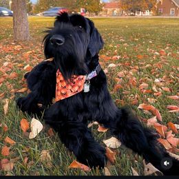 Christmas Puppy - Black female Giant Schnauzer puppy in Tabernash, Colorado from Schnauzer Paw Homestead