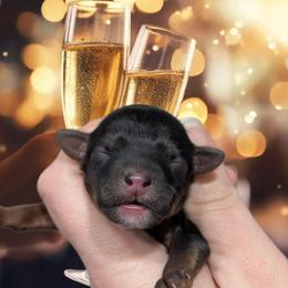 Toast - Black and tan male Yorkipoo puppy in Coshocton, Ohio from Forever Family Puppies