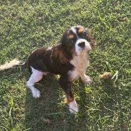Oliver - Tri-color male Cavalier King Charles Spaniel puppy in Broken Arrow, Oklahoma from Cavalier King Charles Heartland