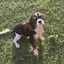 Oliver - Tri-color male Cavalier King Charles Spaniel puppy in Broken Arrow, Oklahoma from Cavalier King Charles Heartland