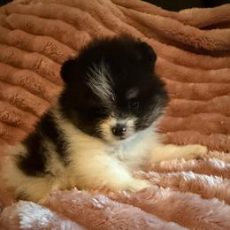 Loki - Tri-colored male Pomeranian puppy in Waterloo, Indiana from Garcias Pomeranian