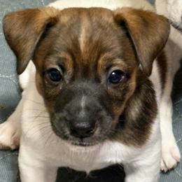 Male 1 - Brown and white male Jack Russell Terrier puppy in Williston, Florida from CP FARMS BORDER COLLIES N JACKS CORP