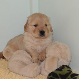Golden Retriever Puppies from Scion Golden Retrievers