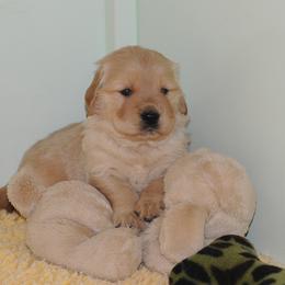 Golden Retriever Puppies from Scion Golden Retrievers