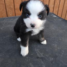 Calley - Black tri female Miniature Australian Shepherd puppy in Leonard, Texas from Tin Roof Aussies