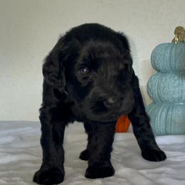 Giant Schnauzer Puppies from JAMG Schnauzers