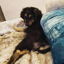 Pyredoodle and Sheepadoodle Puppies from Davis Family Doodles