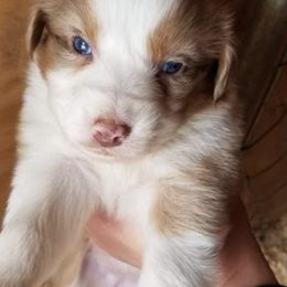 Aussiedoodles and Australian Shepherds from Branch Creek kennels