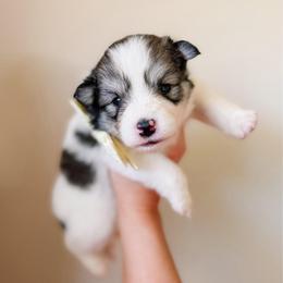 Briar - Black and white female Pomsky puppy in Cleveland, Ohio from Lake Point Pomskies