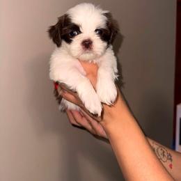 Chloe - Liver and white female Shih Tzu puppy in Monrovia, California from Sunrise Shihtzu Blossom