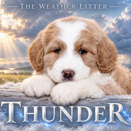 Boy 1 - male Bernedoodle puppy in Westminster, South Carolina from Goldendoodlepuppiessc