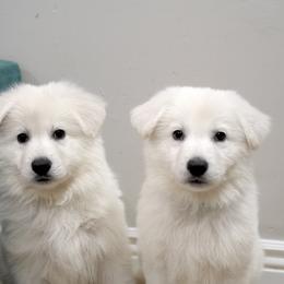 Berger Blanc Suisse Puppies from Moonlight Berger Blanc Suisses