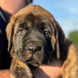 Felicity - Brindle female Mastiff puppy in Carthage, Missouri from Mama’s Mastiffs