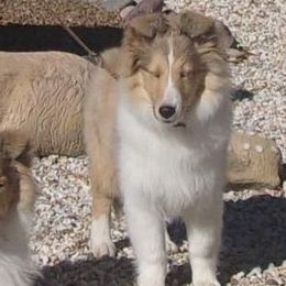 Shetland Sheepdogs from Windsong Shelties