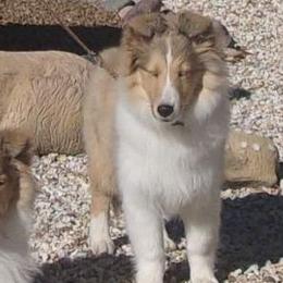 Shetland Sheepdogs from Windsong Shelties