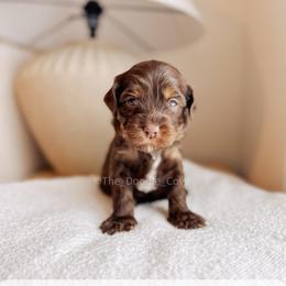 Aloha - Love litter - Chocolate male Australian Labradoodle puppy in Syracuse, Indiana from The Doodle Cove