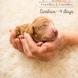 Einstein - Apricot male Goldendoodle puppy in Lake Charles, Louisiana from Perfect Fit Poodles & Doodles