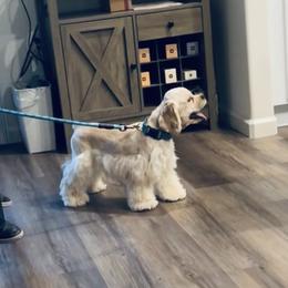 Cocker Spaniels from Finest cocker spaniel