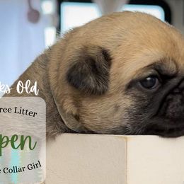 Aspen - Fawn Pug puppy in Saint George, Utah from Adventure Pug Breeding