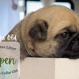 Aspen - Fawn Pug puppy in Saint George, Utah from Adventure Pug Breeding