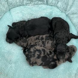 Aussiedoodles from Bluebird Kennels
