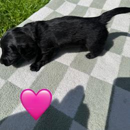 Dachshund Puppies from Rock Bottom Farms