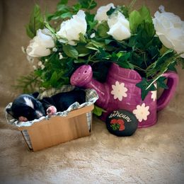 Miniature Australian Shepherd and Toy Australian Shepherd Puppies from Pawesome Lil Aussies