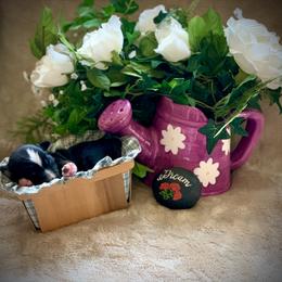 Miniature Australian Shepherd and Toy Australian Shepherd Puppies from Pawesome Lil Aussies