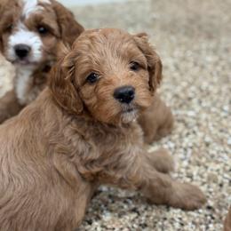 Lainey - Red  female Goldendoodle puppy in Wharton, Texas from Little Fur Friends