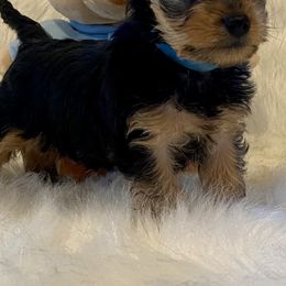 Yorkshire Terriers from Yorkies Love